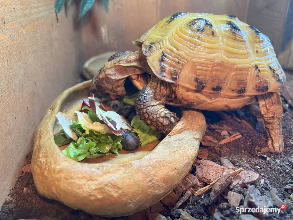 Żółw stepowy z certyfikatem i terrarium kujawsko-pomorskie Bydgoszcz