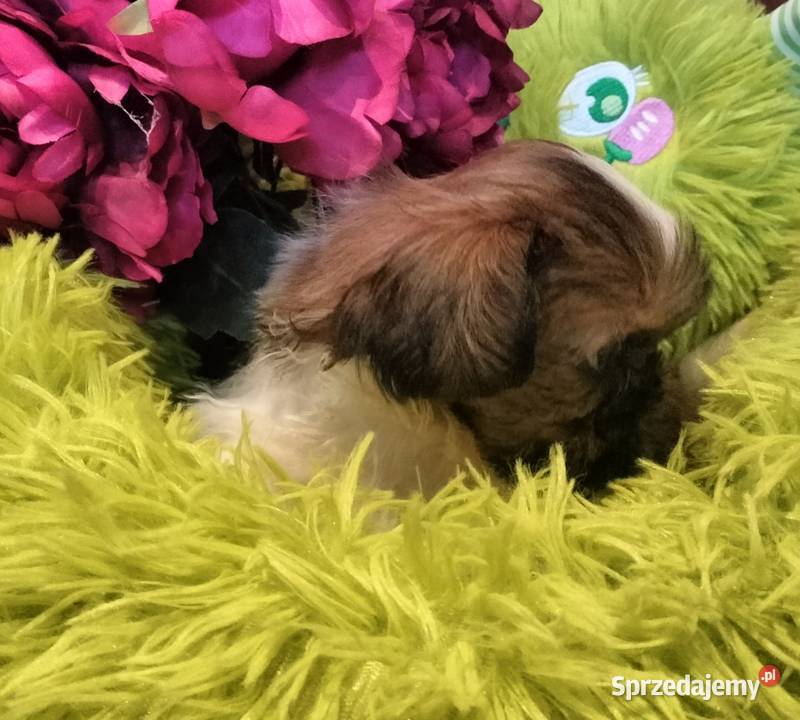 Shih tzu FCI suczka
