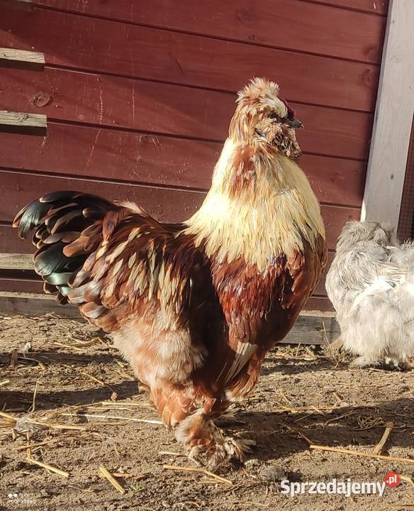 Jajka lęgowe stadzie ze zdjęć Łochów