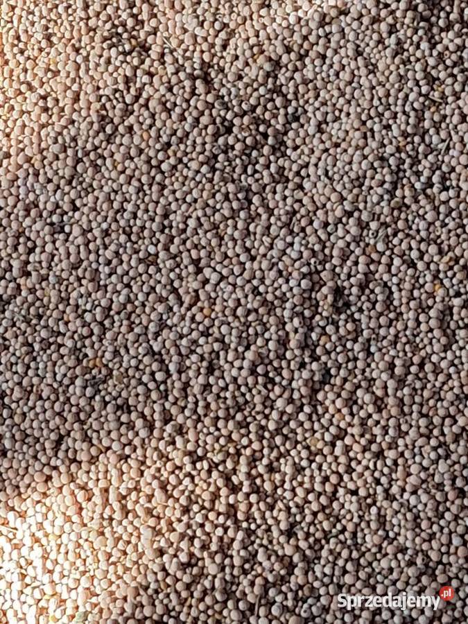 Groch siewny odmiana Batuta Małogoszcz