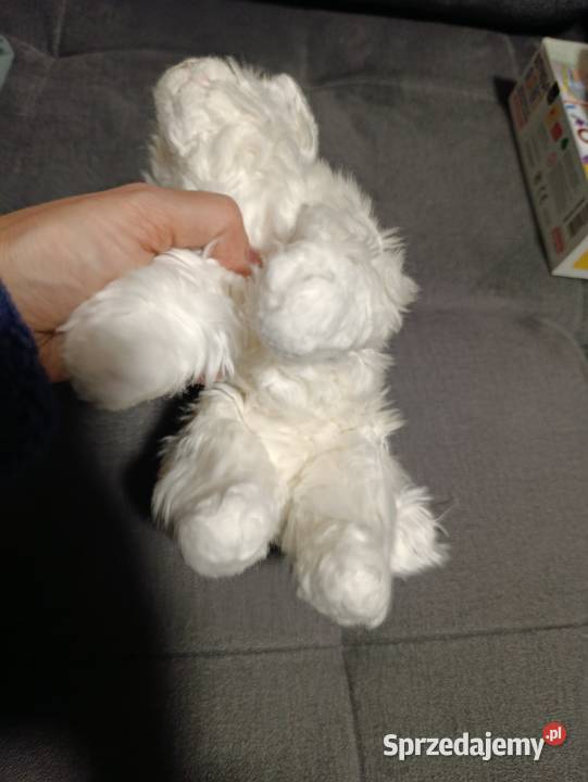 kot biały pluszak maskotka zabawka pluszowa Poznań