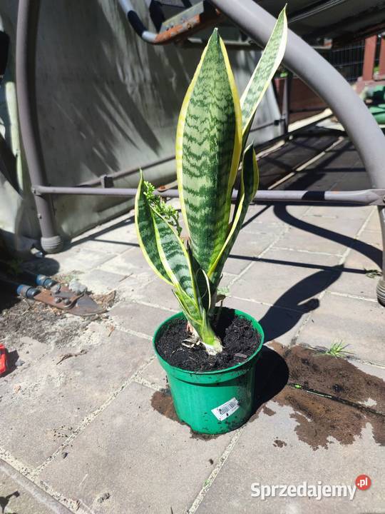 Sanseveria Języki teściowej Mysłowice