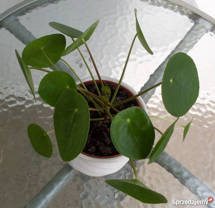 Kwiat Pieniążek wielkopolskie Poznań