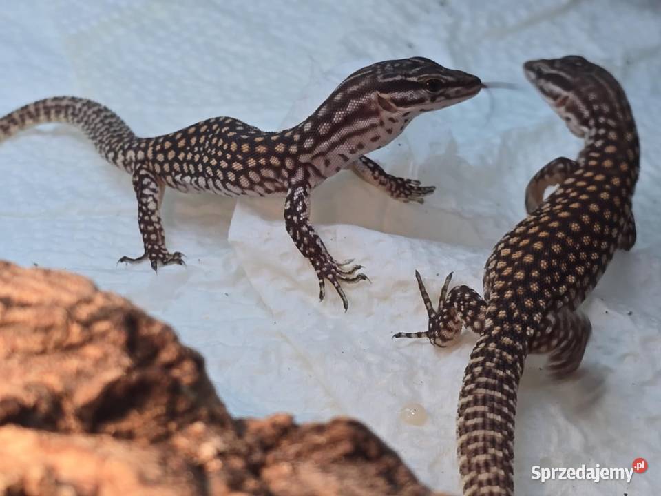 Varanus acanthurus waran kolczastoogonowy Błonie