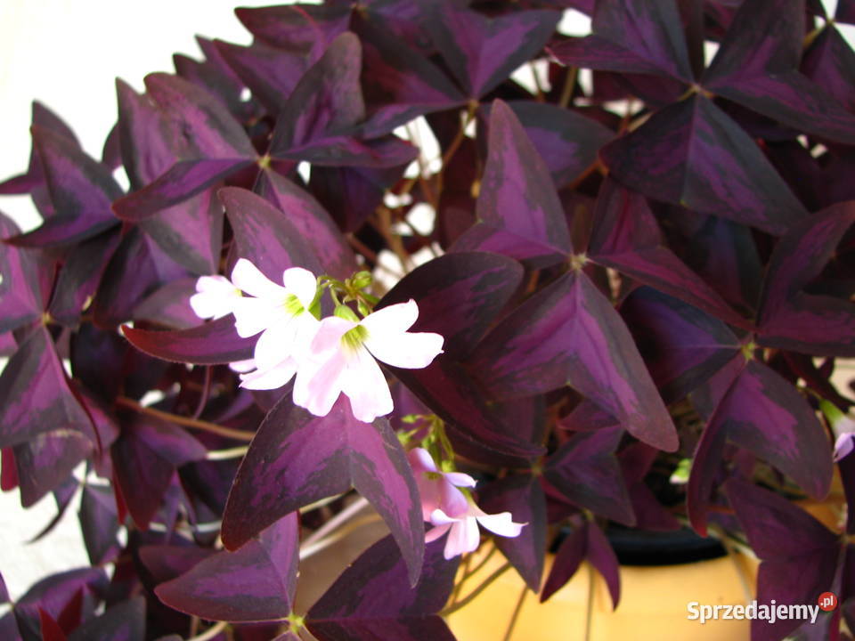 Szczawik trójkątny purpurowy na taras do małopolskie