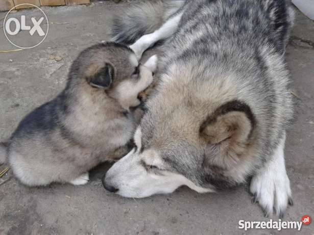 Szczeniaki rasy Alaskan Malamut Gorzkowice