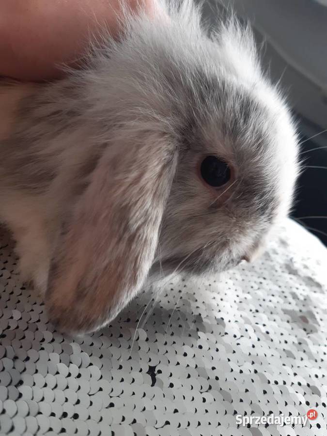 Królik mini lop karzełek długowłosy Katowice sprzedam