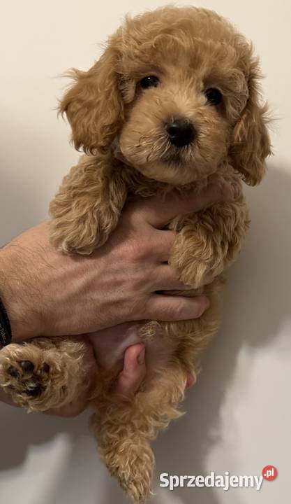 Maltipoo F1b Poznań sprzedam