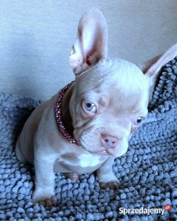 Buldg francuski suczka Pabianice