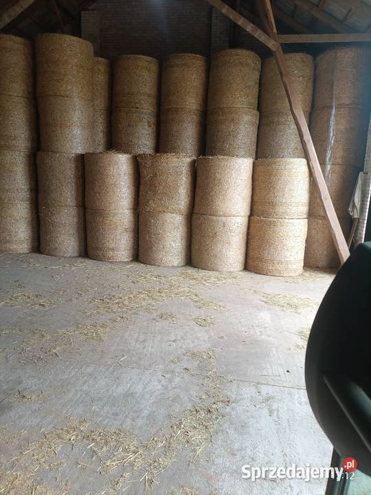 Słoma żytnia 100 sztuk mazowieckie