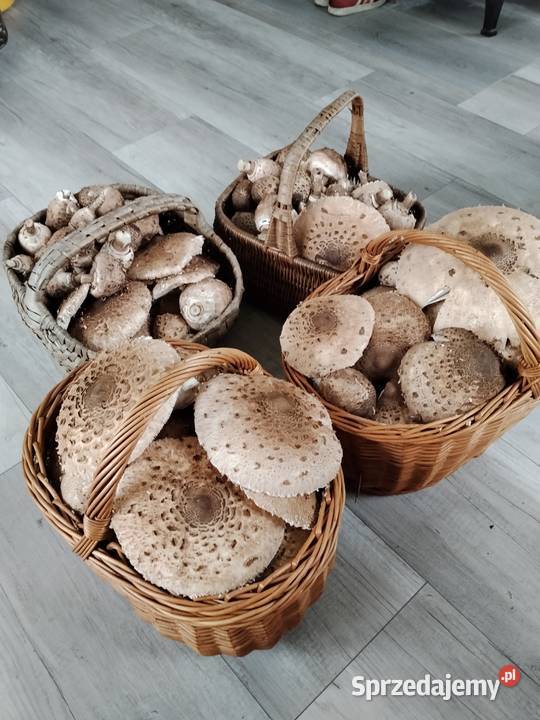 Pyłek z grzybów czubajki kani Uwieliny