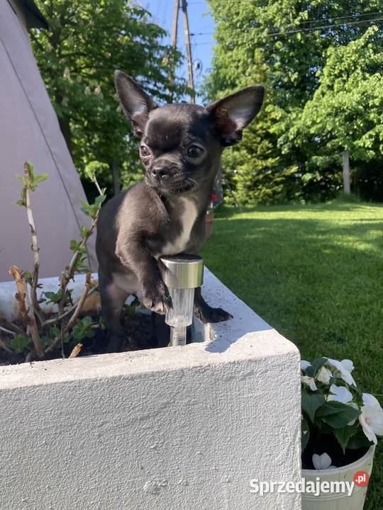 Chihuahua szczeniak Raczyce