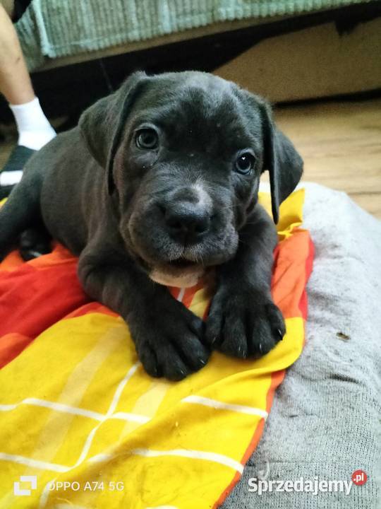 8 wspaniałych szczeniaczków cane corso Siedlce sprzedam