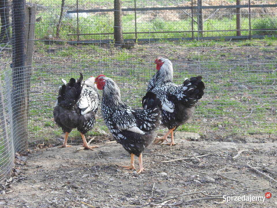 Młode koguty Wyandotte srebrnołuskowana podkarpackie Smarżowa