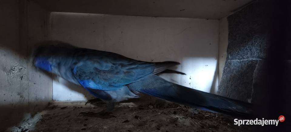 Papugi rozelle królewskie małopolskie Bochnia sprzedam