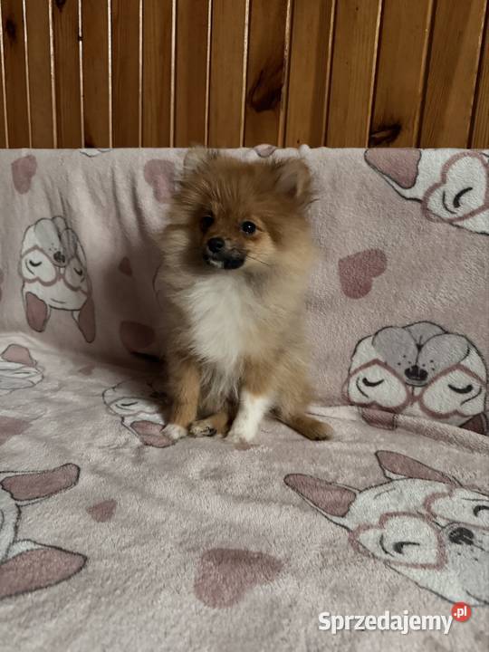 Szpic miniaturowy pomeranian komplet szczepień Częstochowa sprzedam
