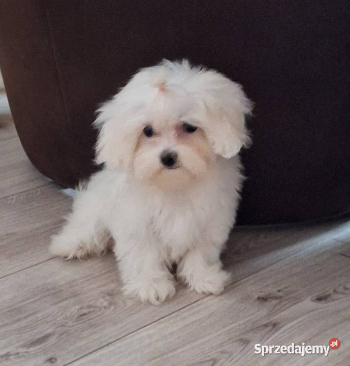 Maltanczyk szczeniak odchowana suczka z Gniezno