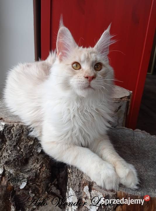 Duży kremowy dymny kocurek Maine Coon FPL sprzedam