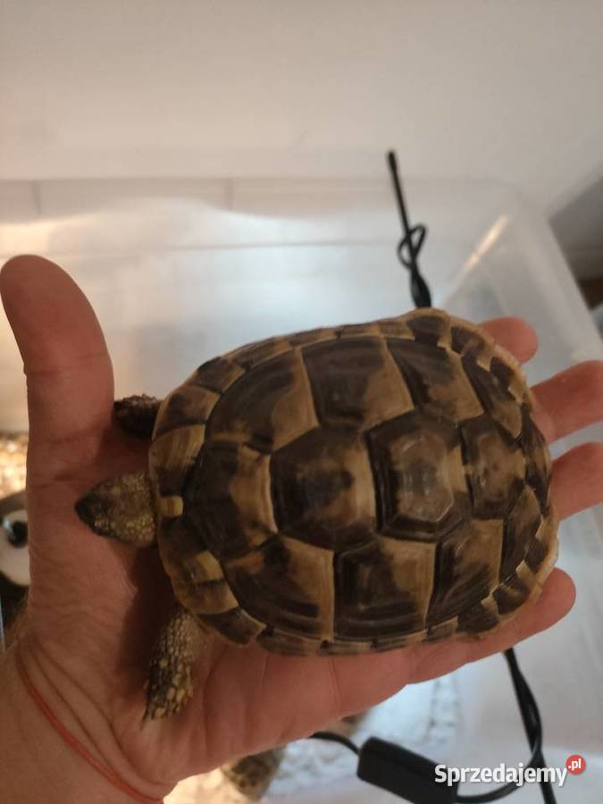 Żółw Grecki Zółw Lądowy Olsztyn