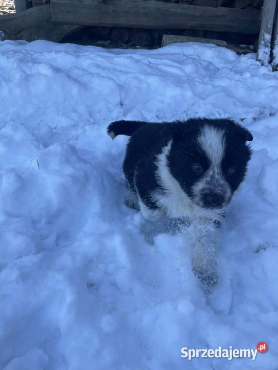 Pieski border collie Załuczne