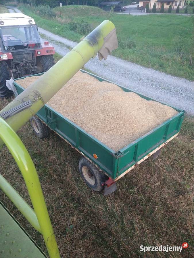 Zboże owies pszenżyto żyto Produkcja roślinna Jordanów