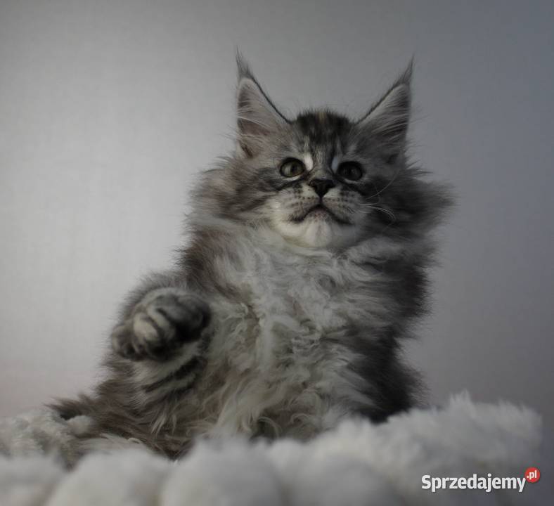Śliczna puszysta koteczka maine coon Brzezia Łąka sprzedam