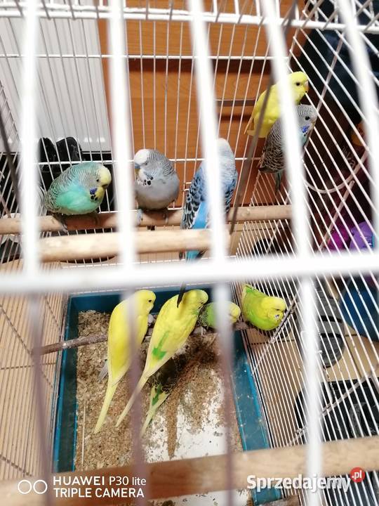 Papugi faliste Poniatowa