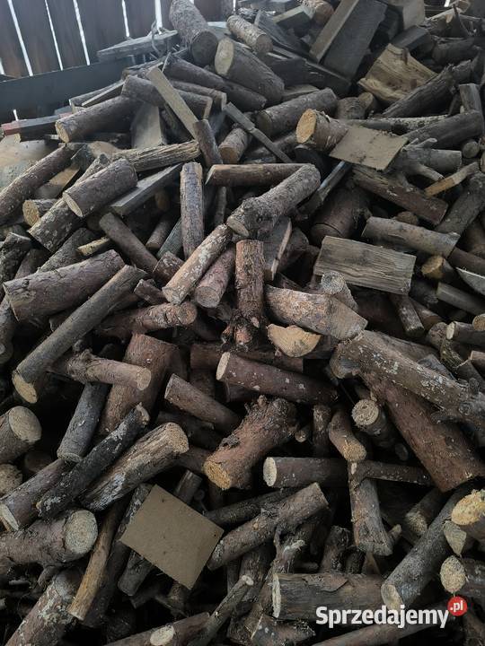 Sucha sosna Zawieprzyce