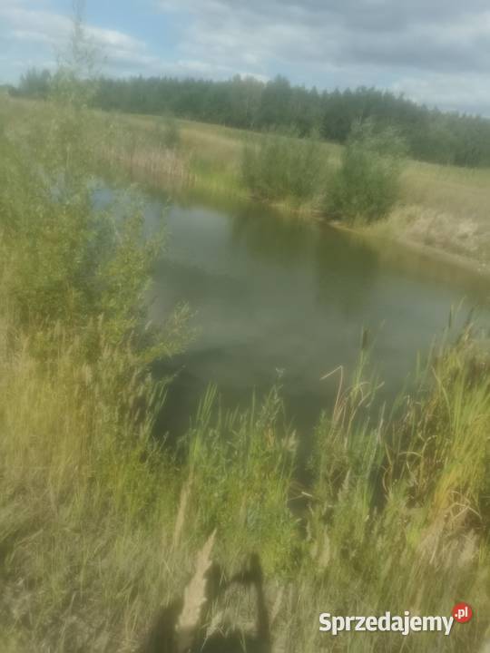 wydzierżawie stawy rybne Radziejów