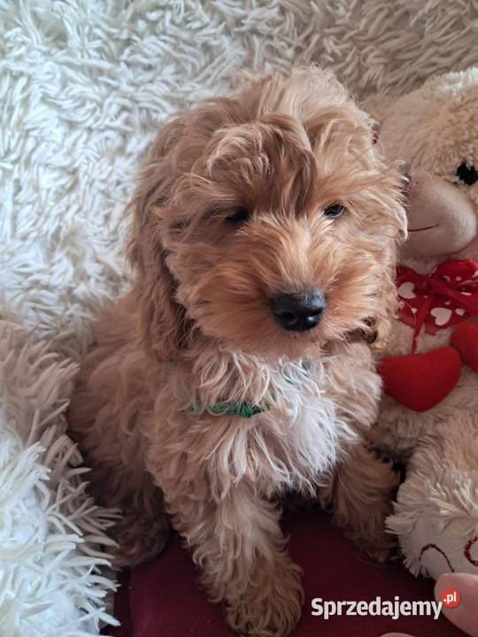 Suczka cockapoo mama cocker spaniel tata pudel świętokrzyskie Busko-Zdrój
