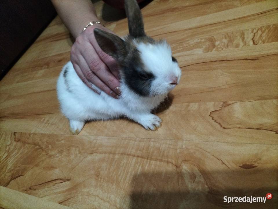 Króliki miniaturki Prywatna Hodowla Obręb