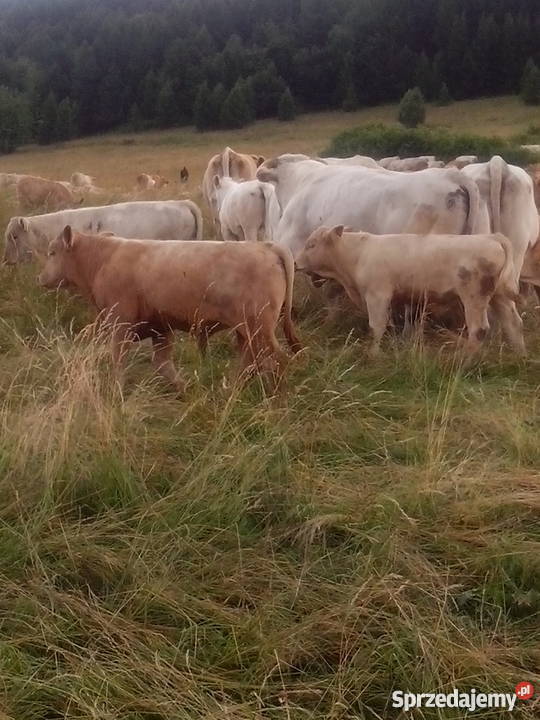byczki byki opasy odsadki Charolaise Muszyna