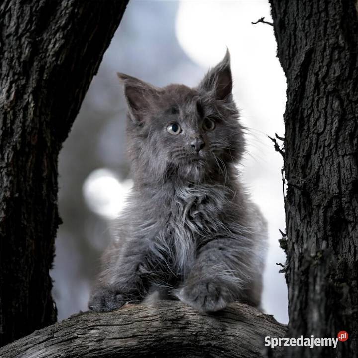 Maine Coon kotki Wińsko