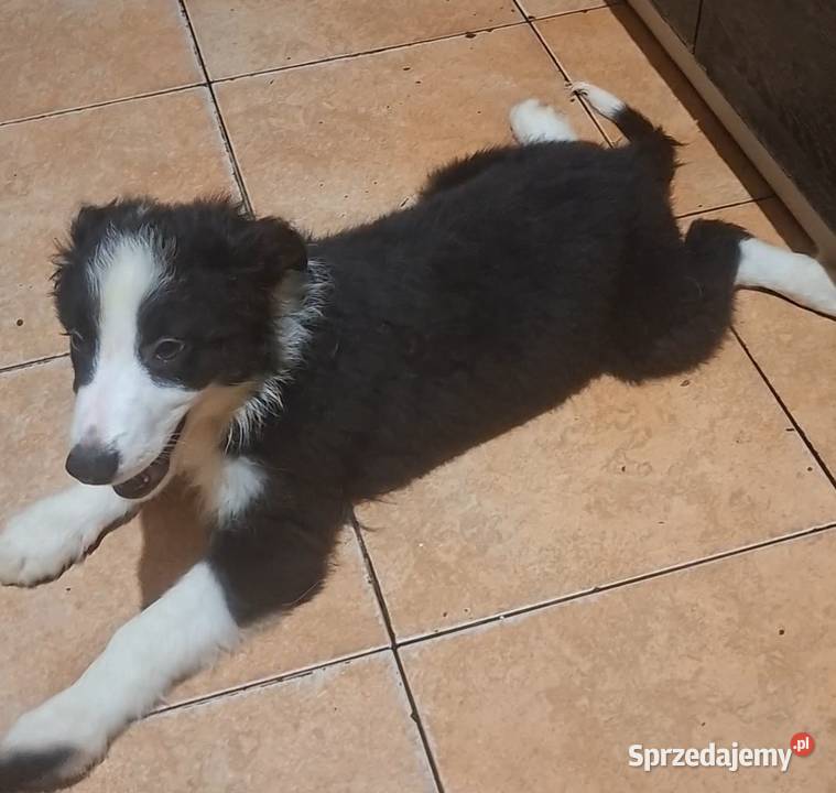 Piękny piesek border collie 5 miesięczny Łódź