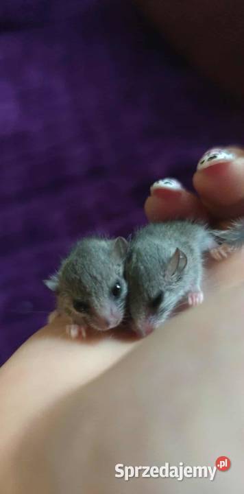 Popielica Afrykanska Warszawa