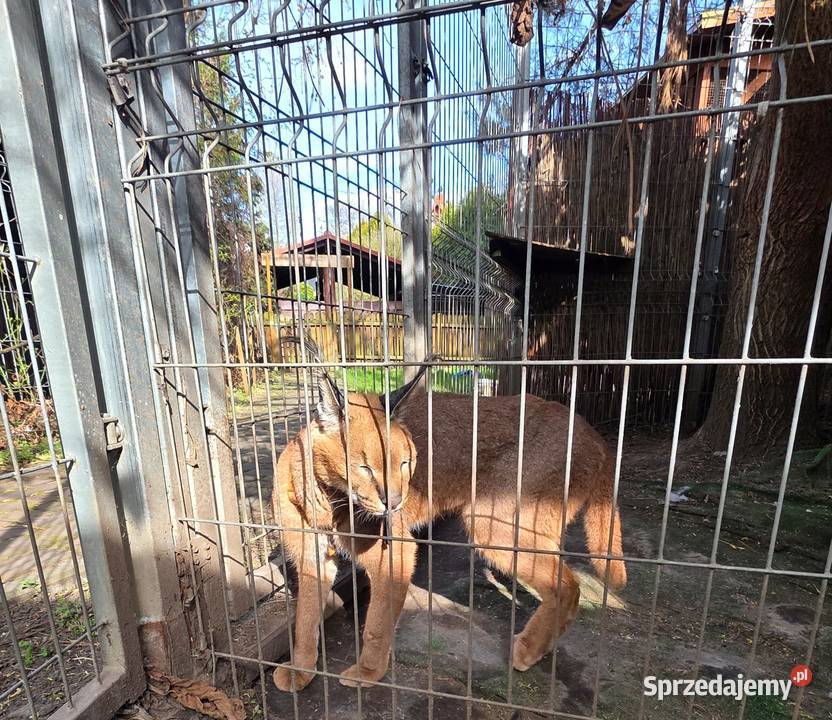 Karakal stepowy łąc Caracal caracal piękna śląskie