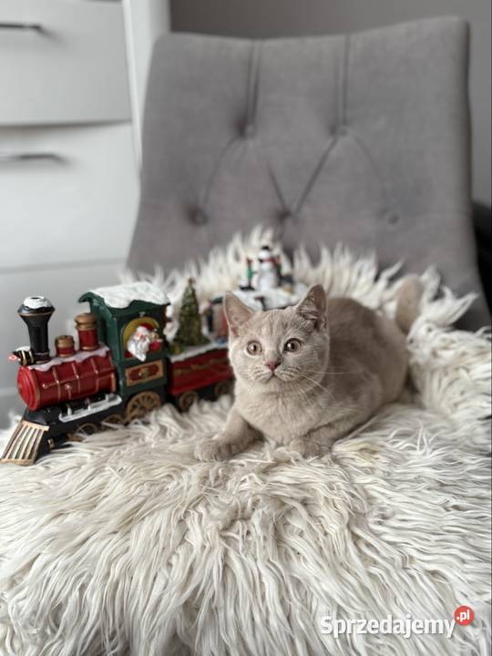 płowy brytyjski kocurek Inowrocław
