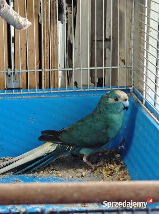 Modrolotka samiec Wrocław