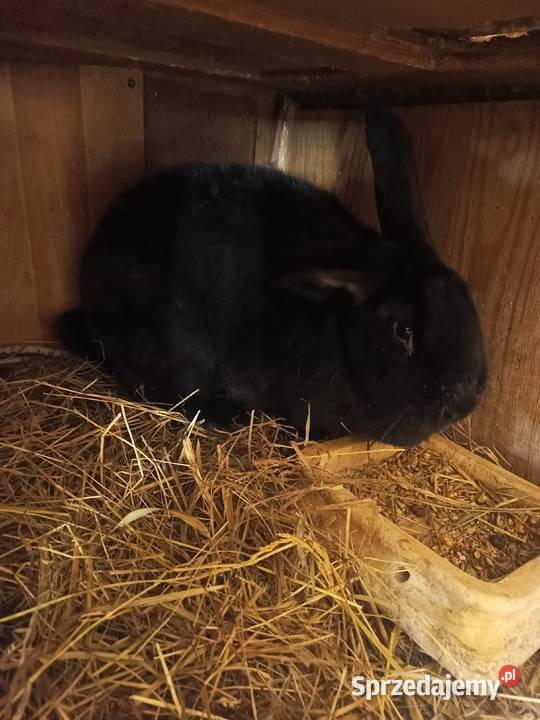 Sprzedam samice wiedyńską Miedźna