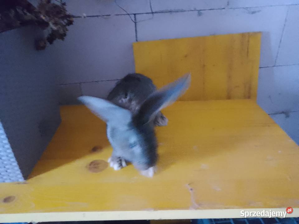 Sprzedam króliki olbrzym belgijski małopolskie