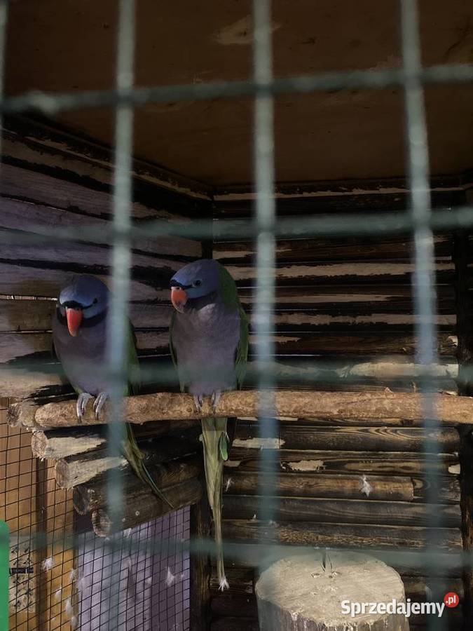 Aleksy chinskie samce Busko-Zdrój