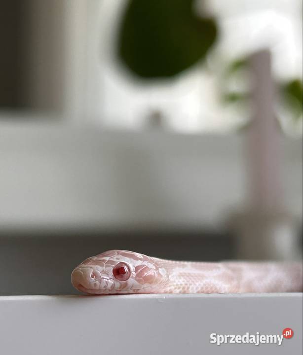 Wąż zbożowy snow Gady i płazy