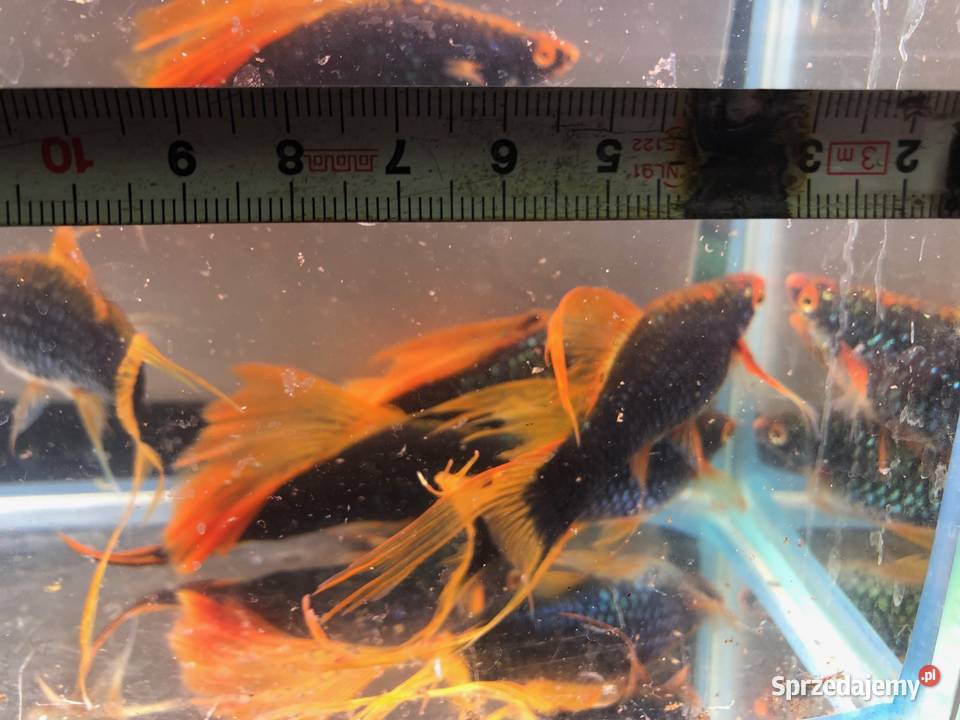 Mieczyk Hamburg Lira Delta XXL 10 12 Justynów sprzedam