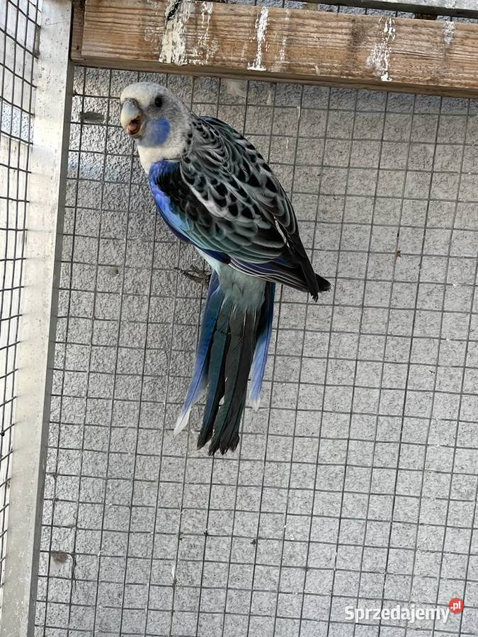 Rozelle białolice Ptaki śląskie