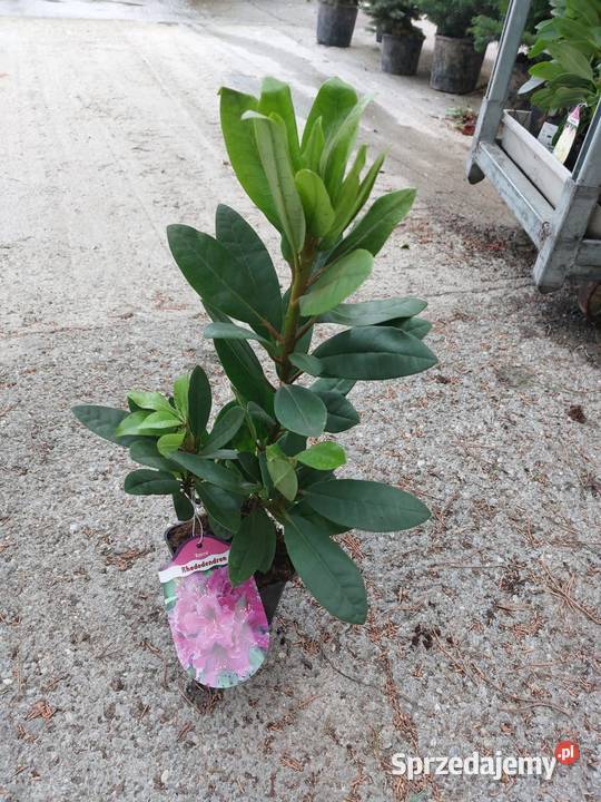 Rododendron Rododendrony 10 MIX PROMOCJA Kamień Pomorski