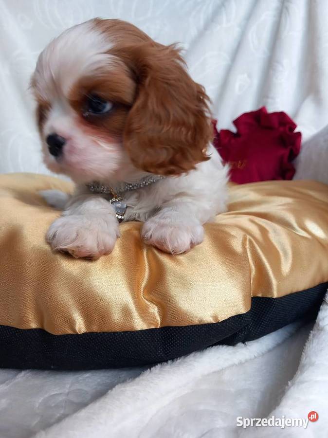 Cavalier King Charles Spaniel Strzelce Opolskie