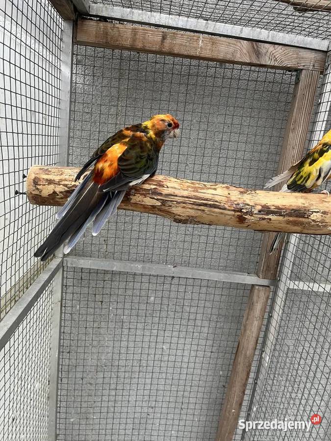 Rozelle królewskie szeki pomarańczowe Sośnicowice