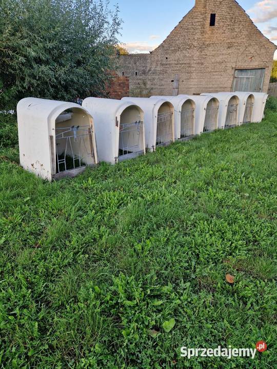 Igal budki cielaki
