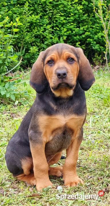 Szczeniak Ogar Polski FCI Siekierczyna