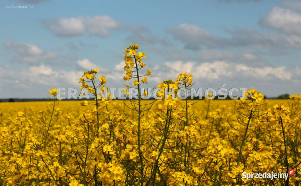Działka Henrykowo 1470 metrów woda